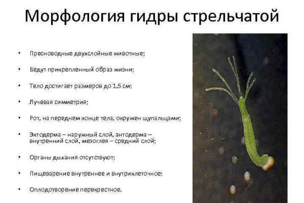 Пользователь не найден при входе на кракен