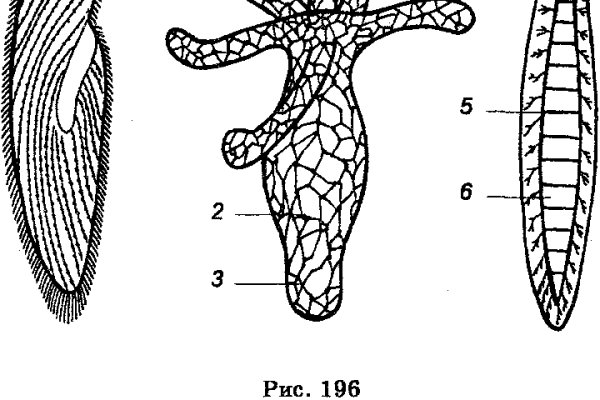 Kraken 24at